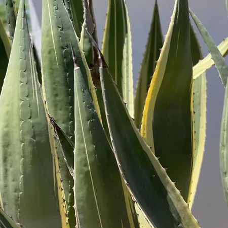 La Casa De Casa Estrela Loulé