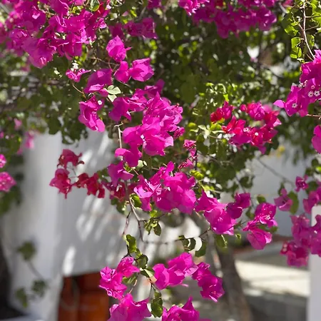 La Casa De Casa Estrela Ferienhaus Loulé