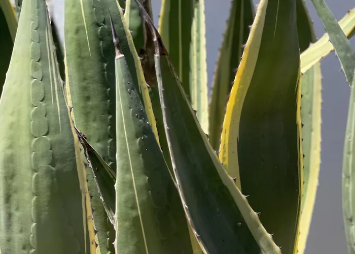 La Casa De Casa Estrela ローレ